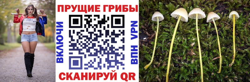 Псилоцибиновые грибы мицелий OMG ссылка Очёр как найти наркотики